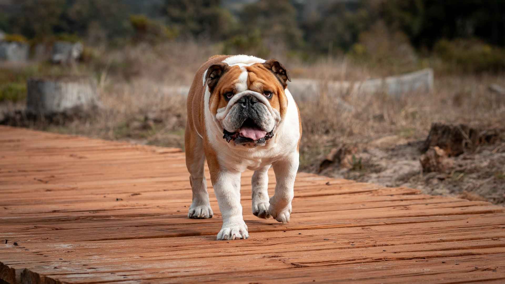Perro Bulldog Inglés